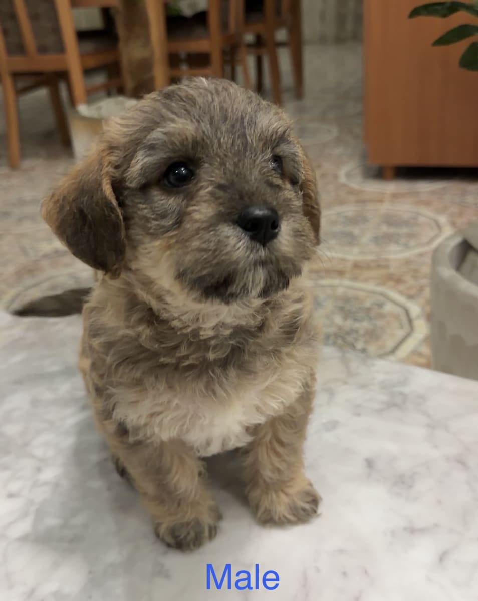 Chiots Bichon / Caniche - Miniature 3