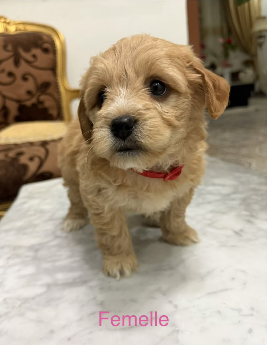 Chiots Bichon / Caniche - Miniature 4