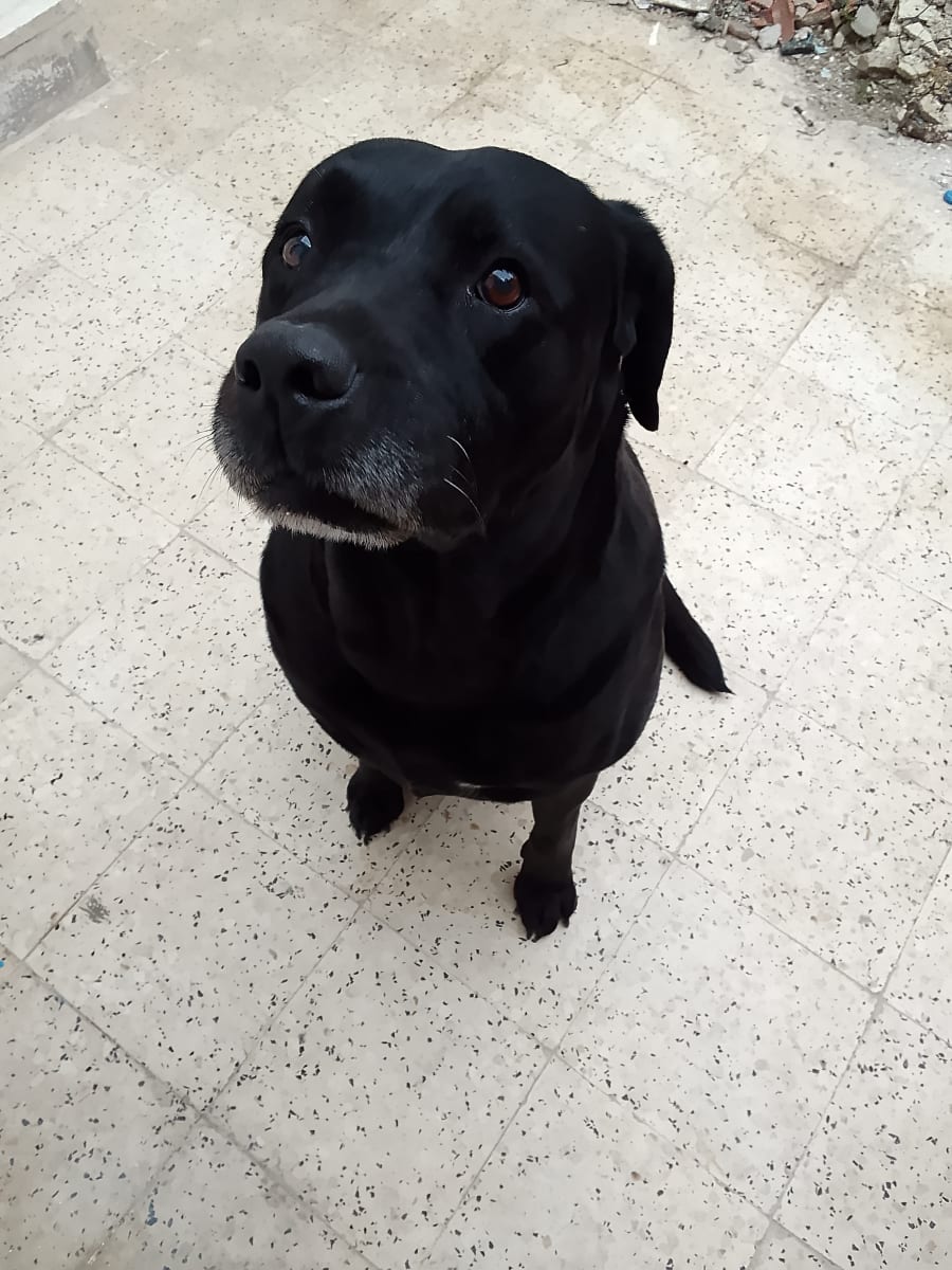 Chienne labrador retriever mignonne