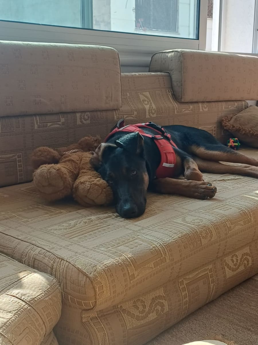 Doberman à vendre avec équipement  - Miniature 2