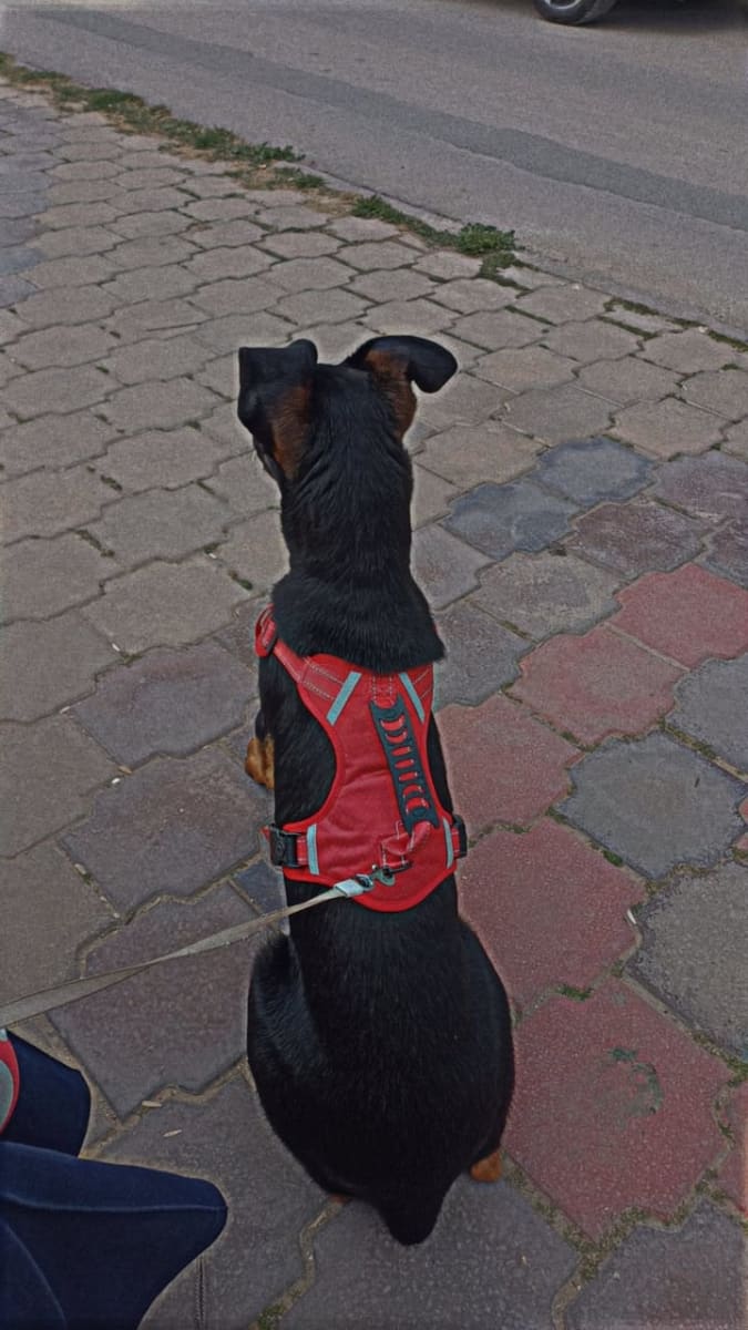 Doberman à vendre avec équipement  - Miniature 4