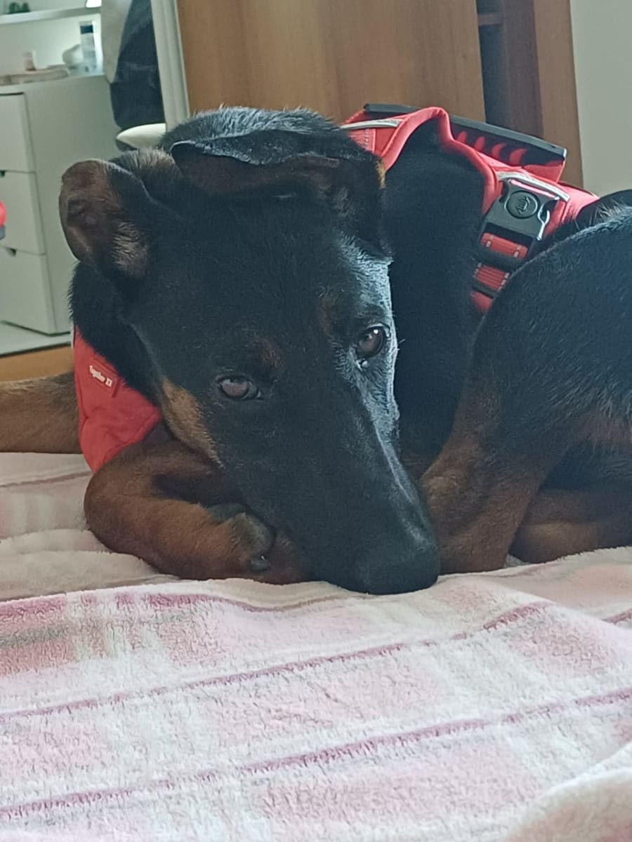 Doberman à vendre avec équipement  - Miniature 3