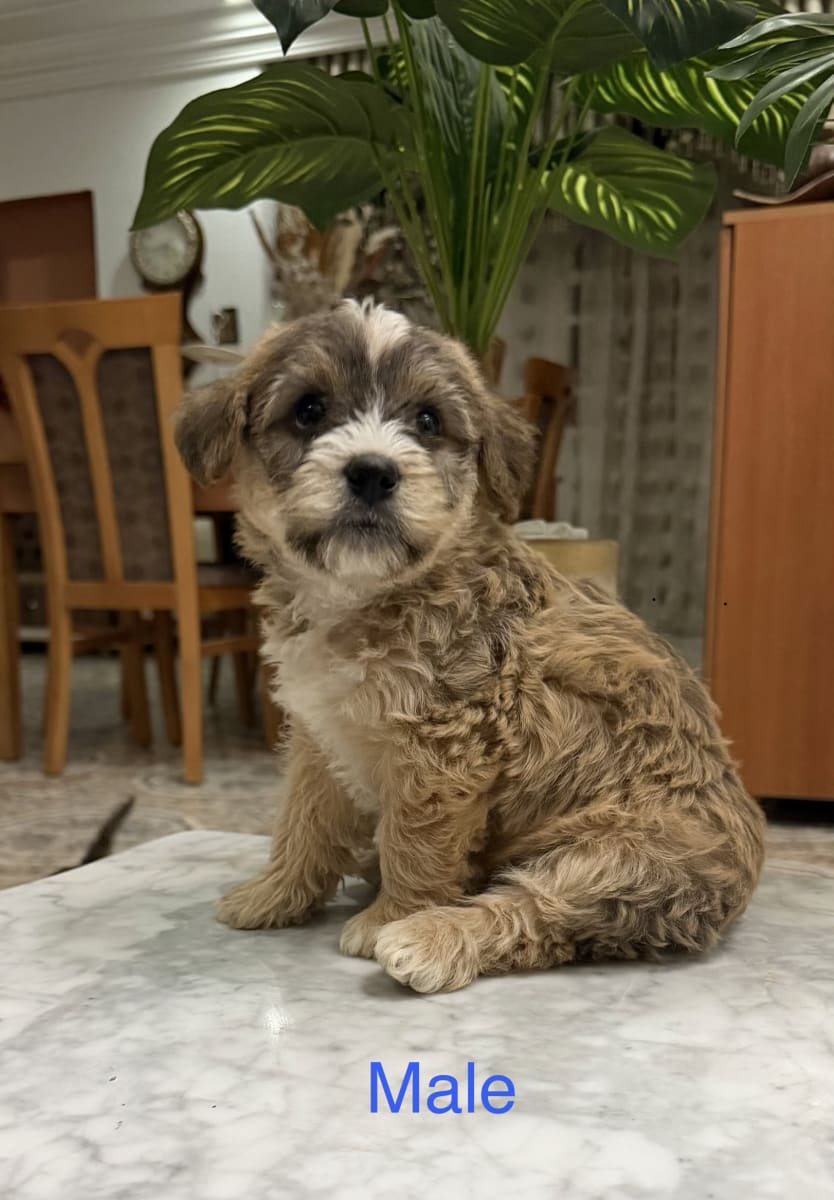 🐶 Chiots Bichon / Caniche 