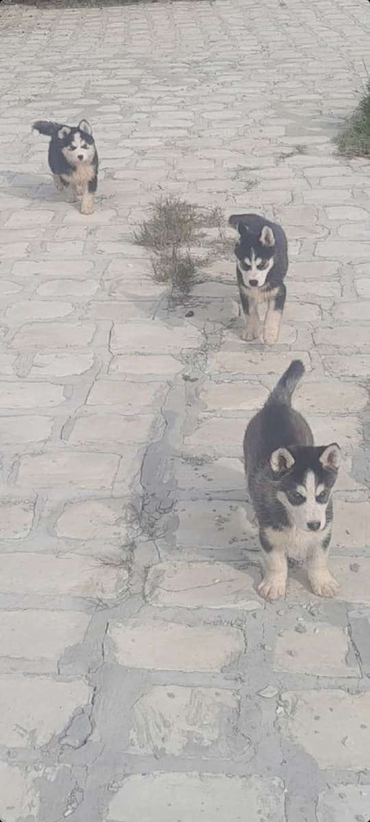 Magnifiques chiots Husky disponibles ! - Miniature 2