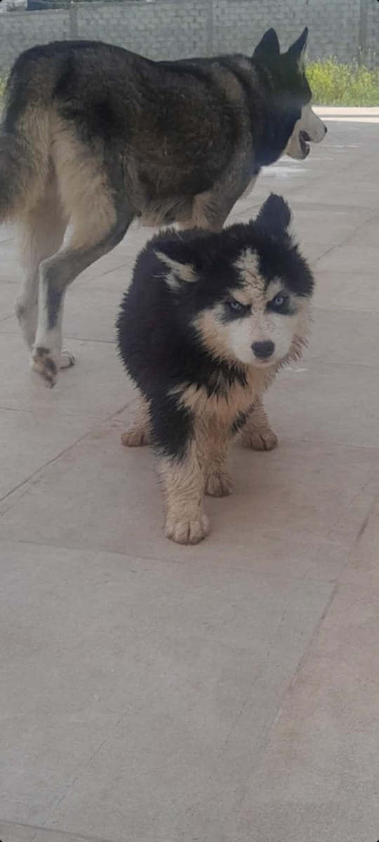 Magnifiques chiots Husky disponibles !