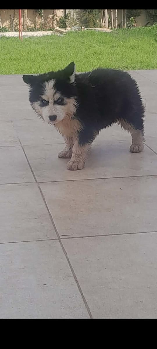 Magnifiques chiots Husky disponibles ! - Miniature 3