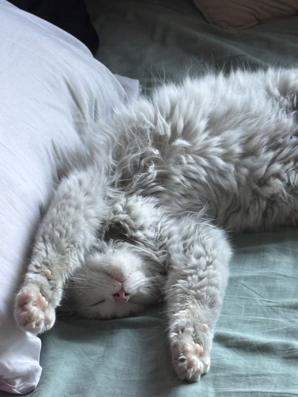 Penelope - Miniature 2