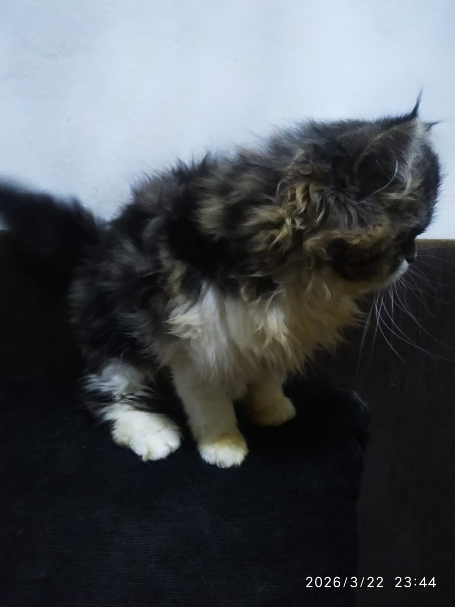 À VENDRE CHATON PERSAN - Miniature 2