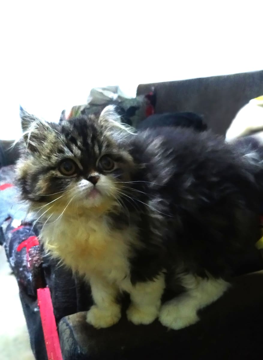 À VENDRE CHATON PERSAN - Miniature 3