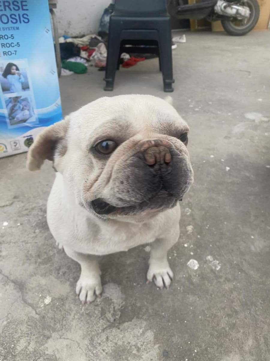 Couple Bouledogue français magnifique 