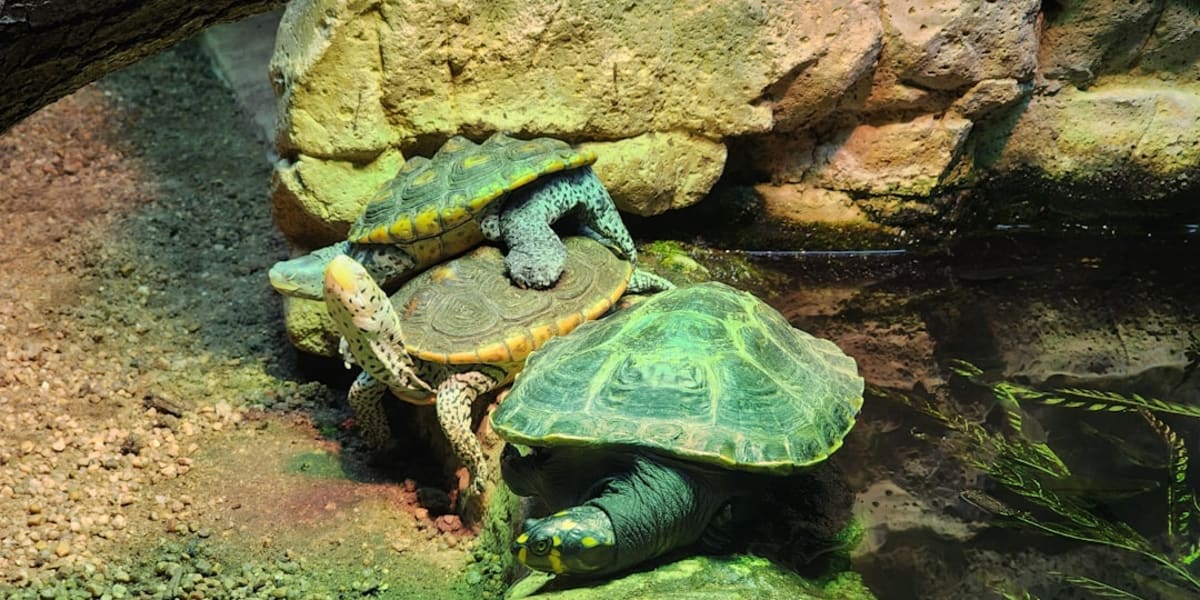 Tortue Terrestre Tunisie : Guide Complet d'Élevage et Soins 2026