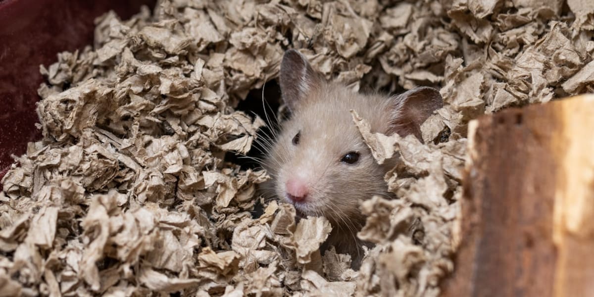 Hamster Prix Tunisie : Guide Complet d'Achat et Élevage 2026