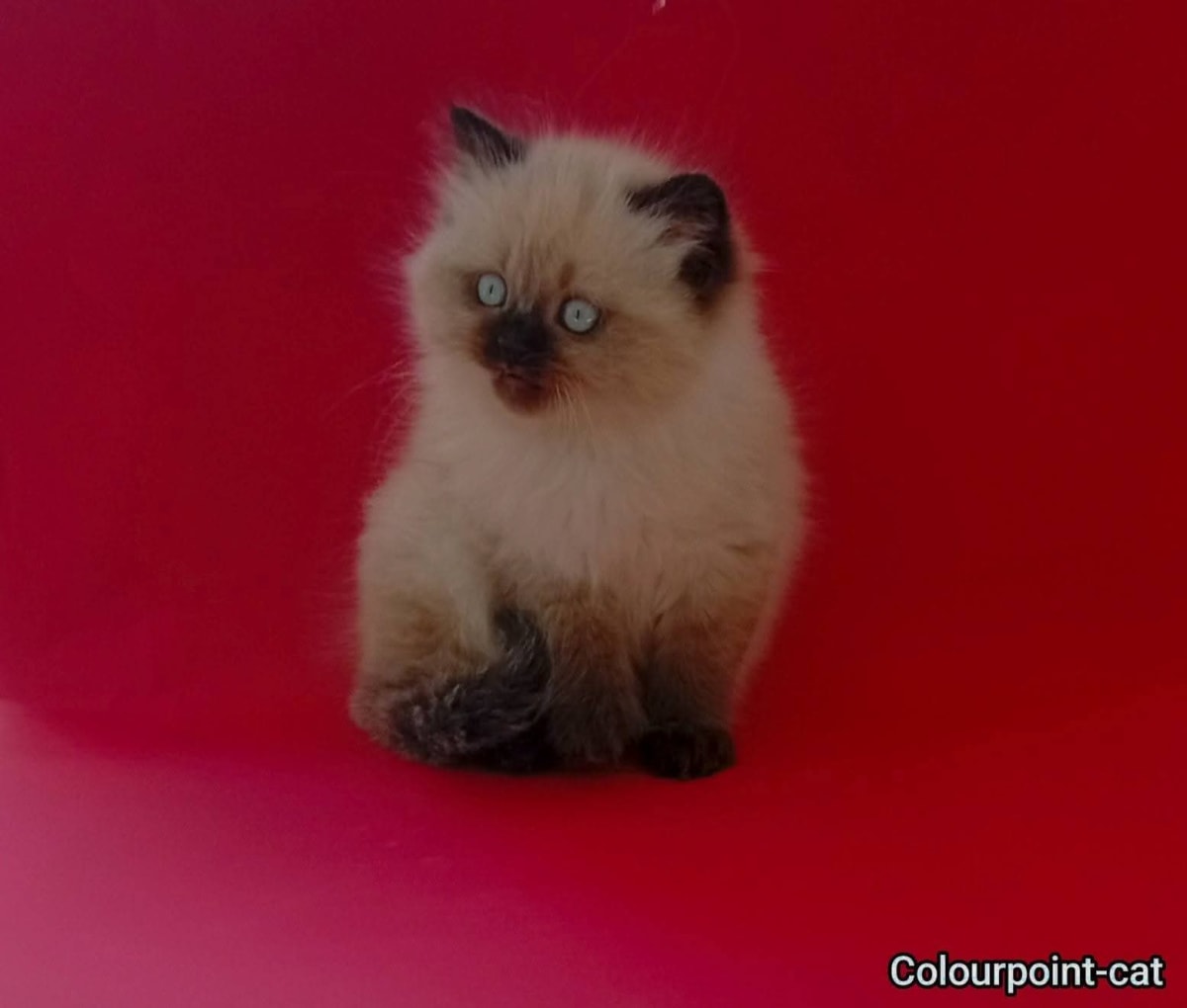Chaton ragdoll  - Miniature 2