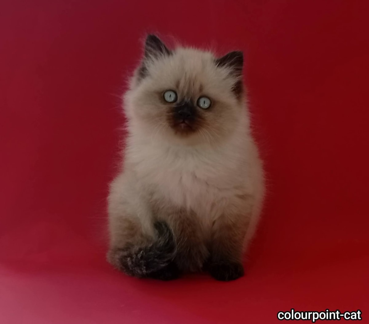 Chaton ragdoll  - Miniature 4