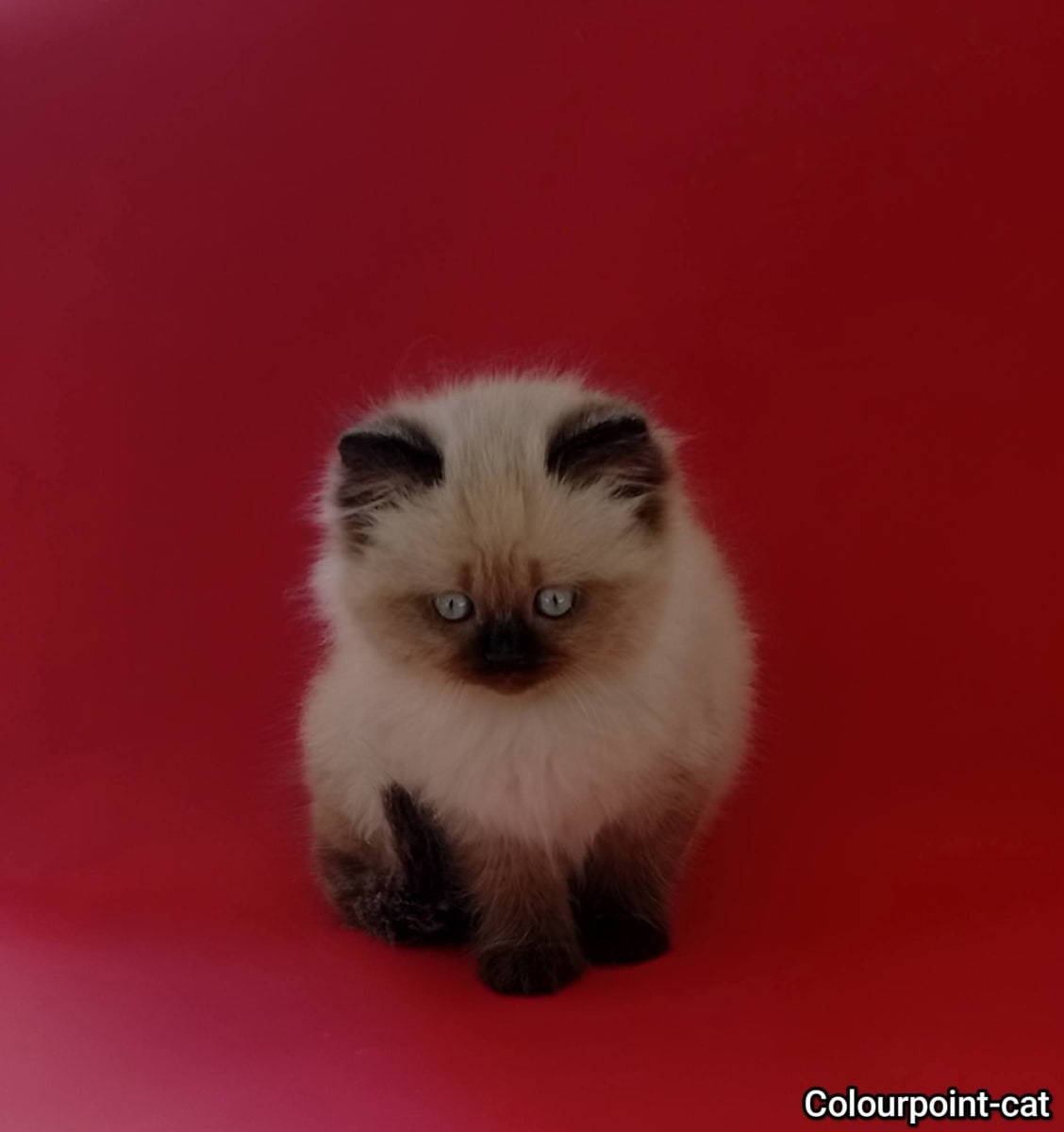 Chaton ragdoll  - Miniature 3