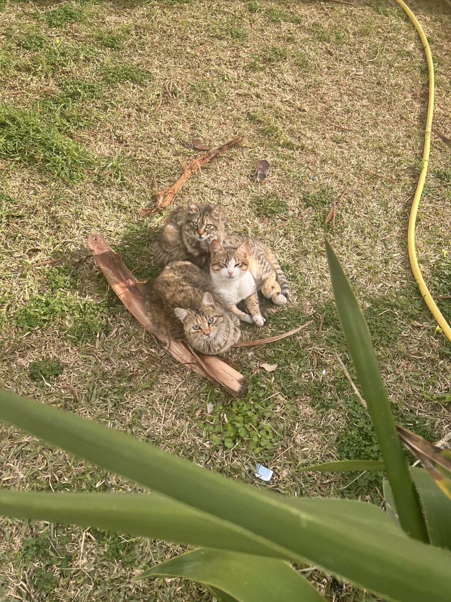 للتبني  - Miniature 3