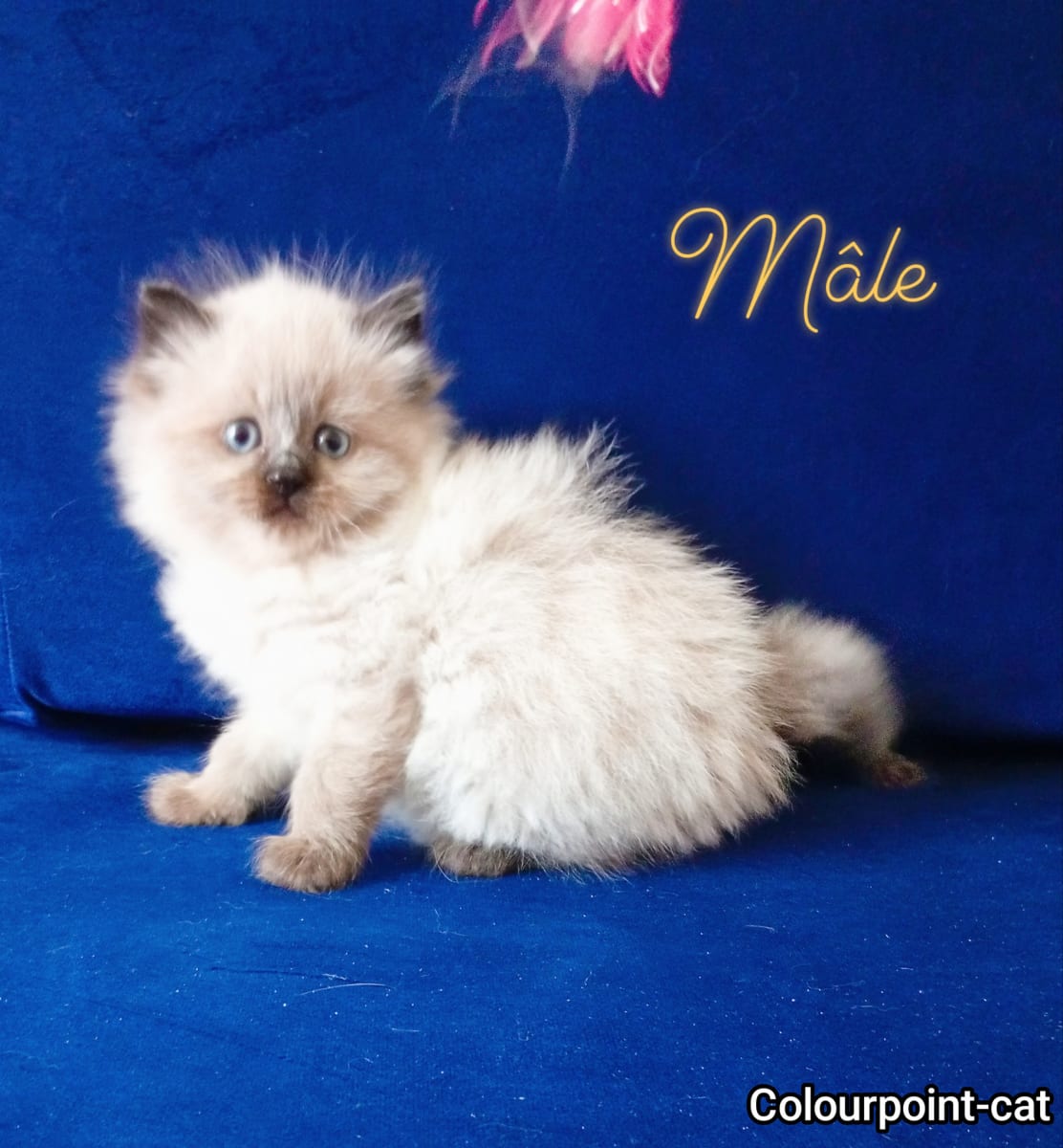 Chatons Ragdoll  - Miniature 2