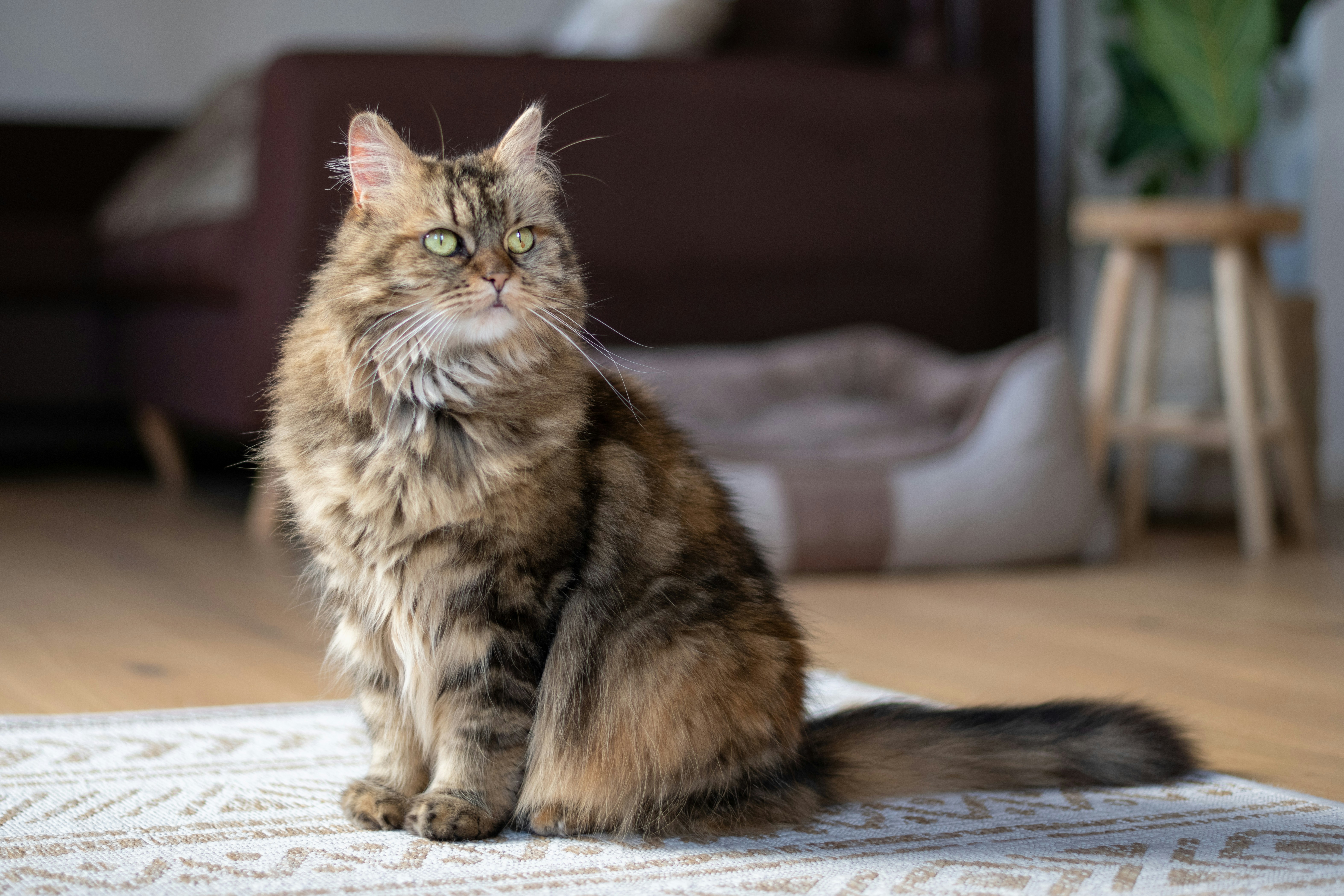 Chat Maine Coon Géant Tunisie : Guide Complet Race XXL 2026