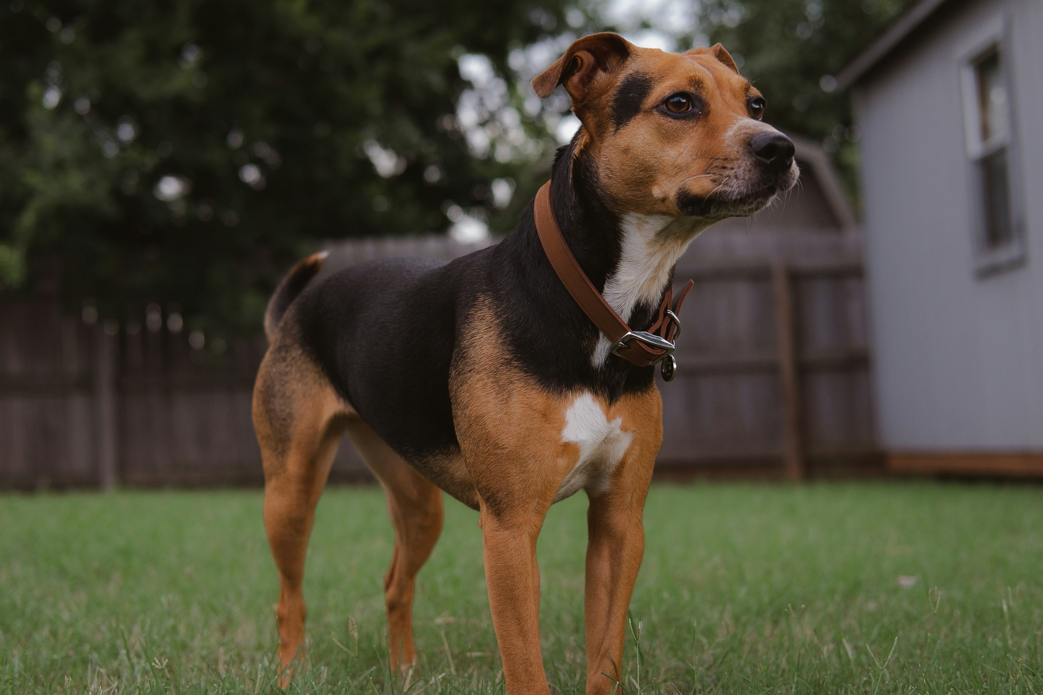 American Staffordshire Terrier Prix Tunisie : Guide Complet 2026