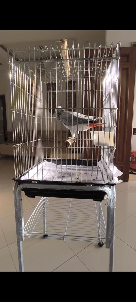 🦜 Perroquet Gris du Gabon + Grande cage + Charriot à 4 roues