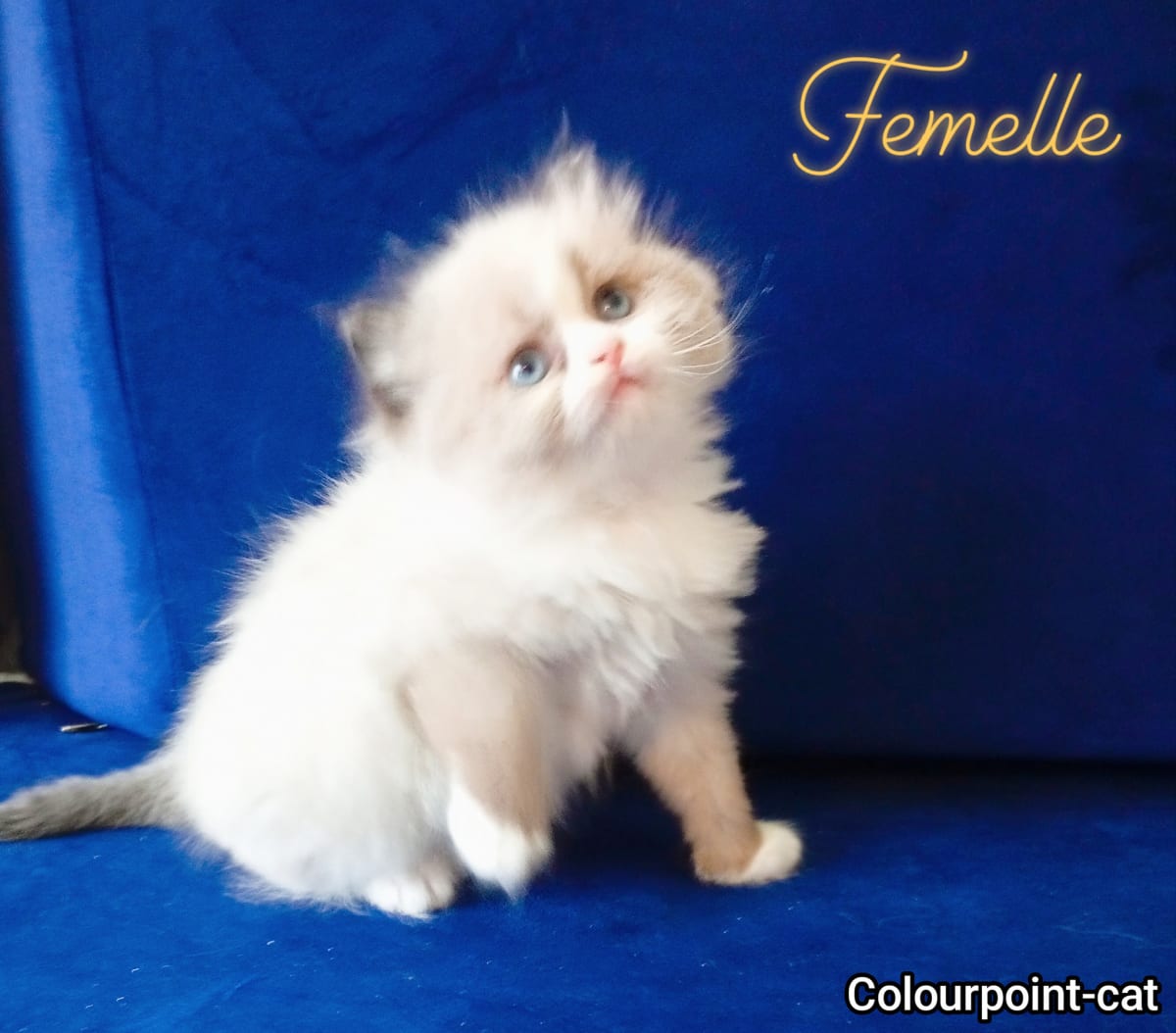 Chatons Ragdoll