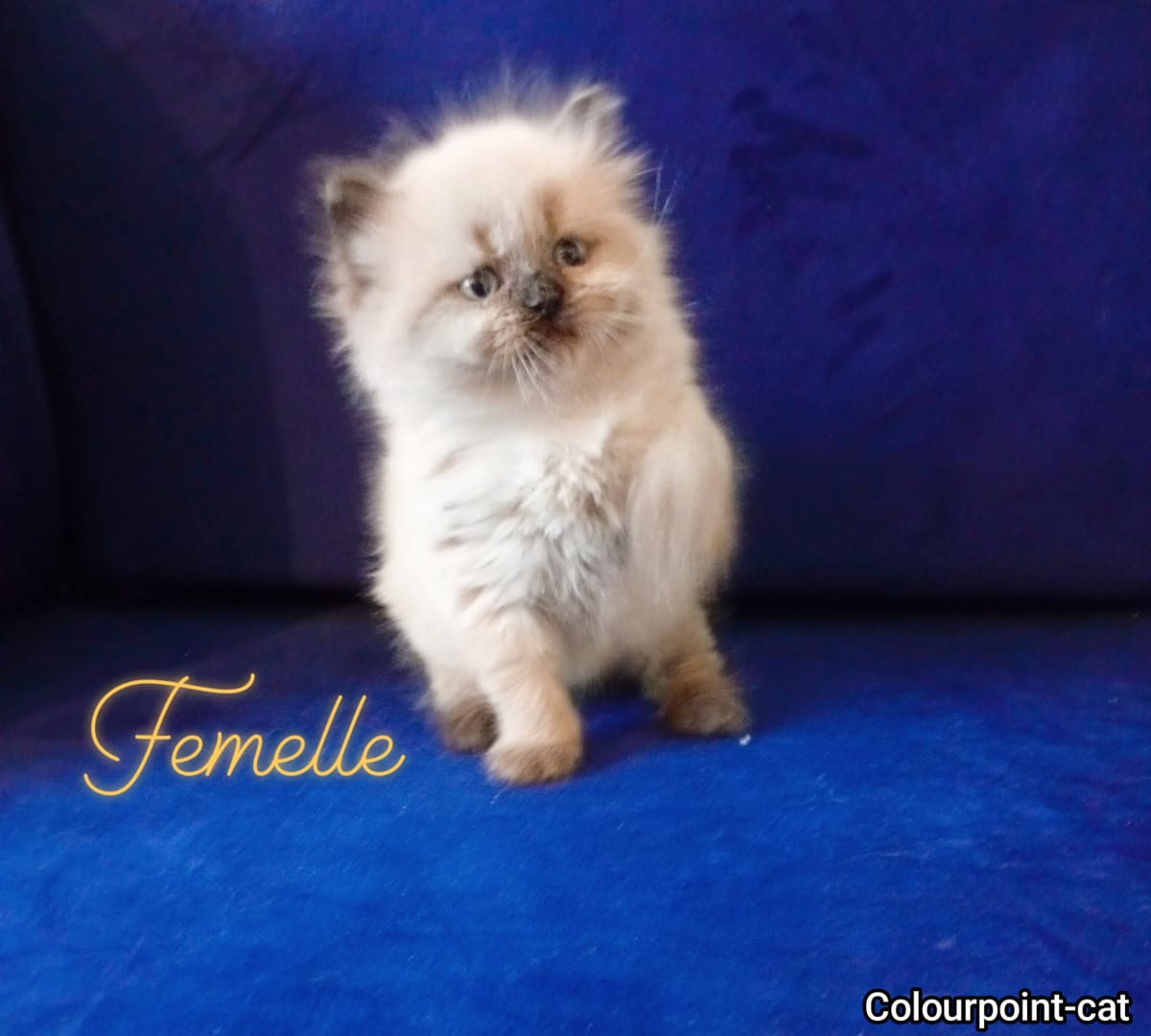 Chatons Ragdoll  - Miniature 2