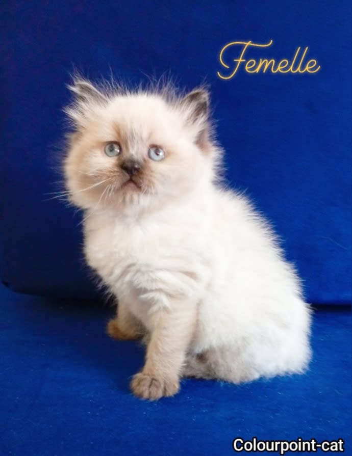 Chatons Ragdoll  - Miniature 4