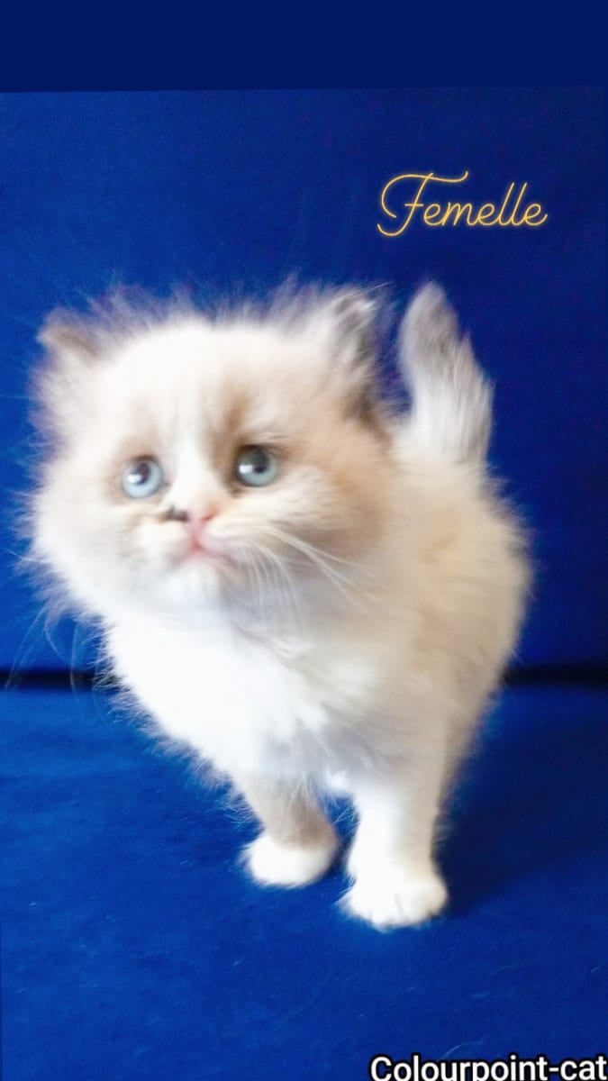 Chatons Ragdoll  - Miniature 5