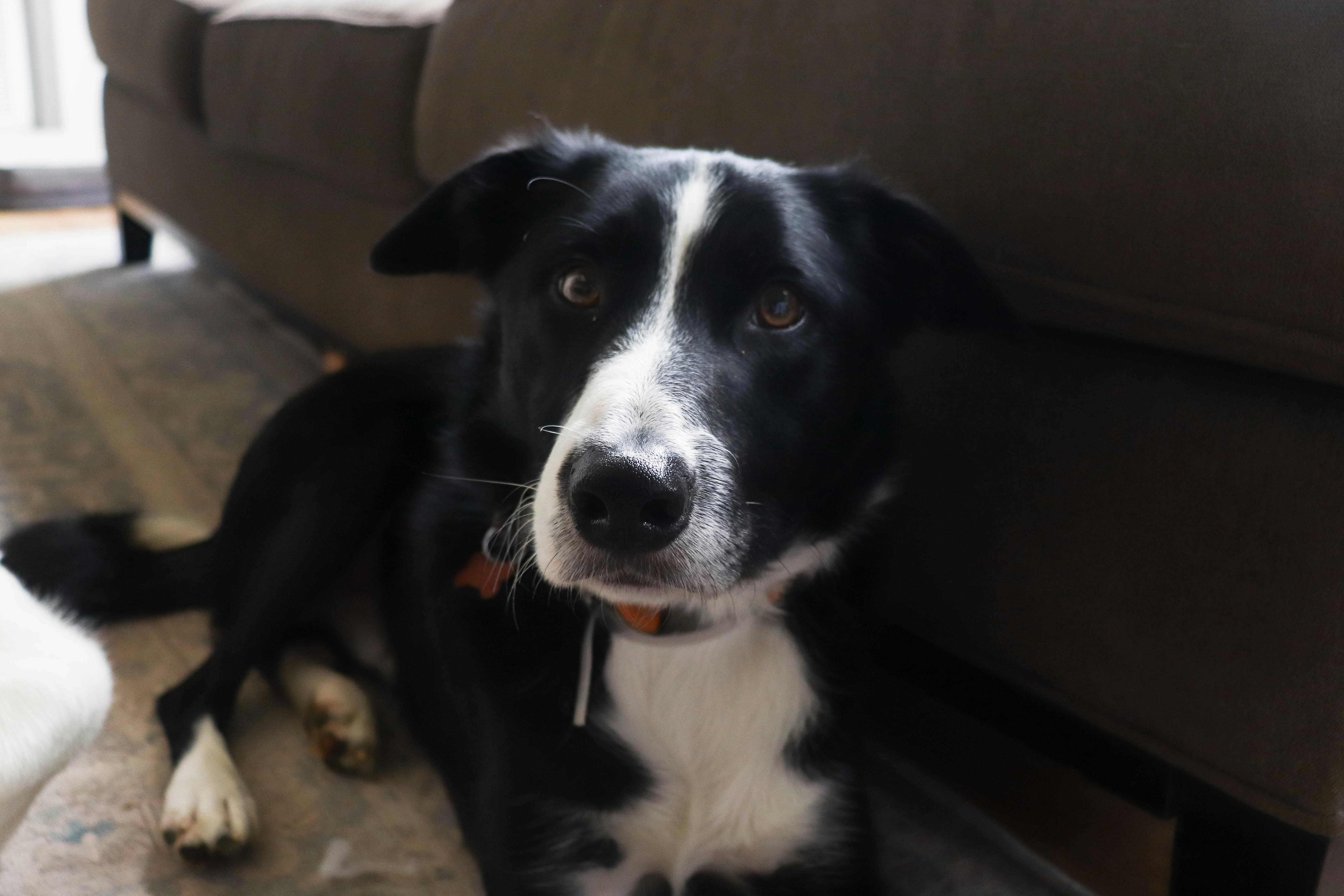 Border Collie Tunisie : Guide Complet Chien de Berger Intelligent 2026