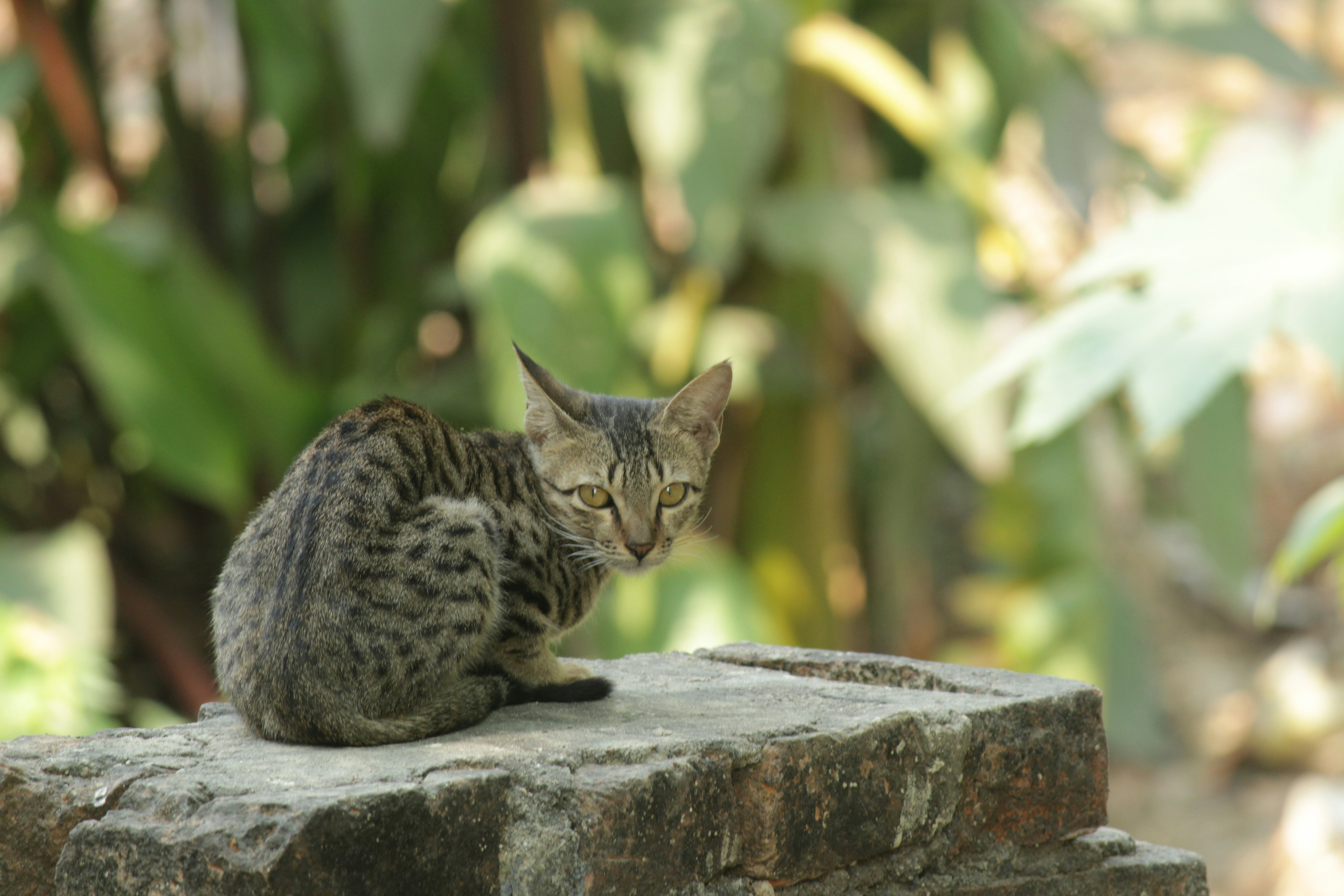 Chat Bengal Prix Tunisie : Guide Complet Race Exotique 2026
