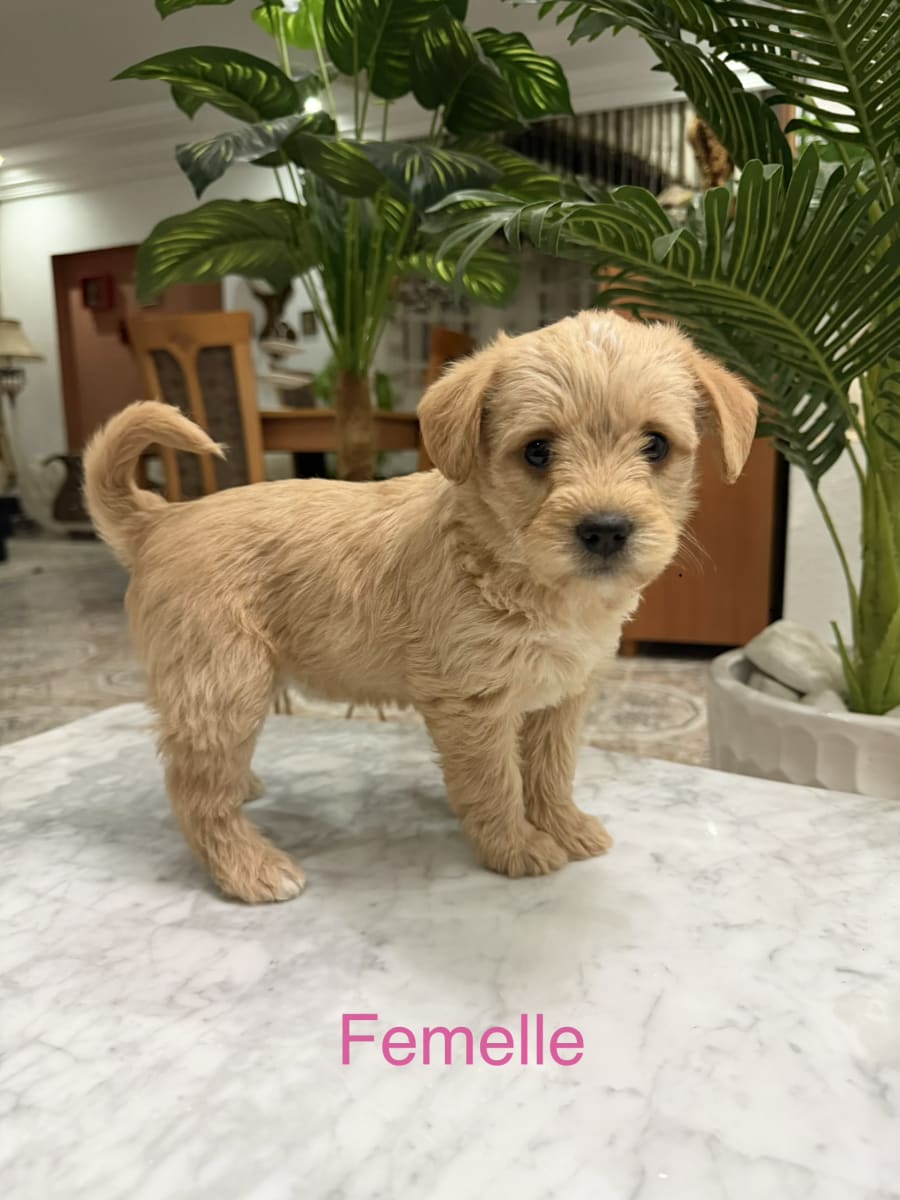 Bichon femelle 2 mois