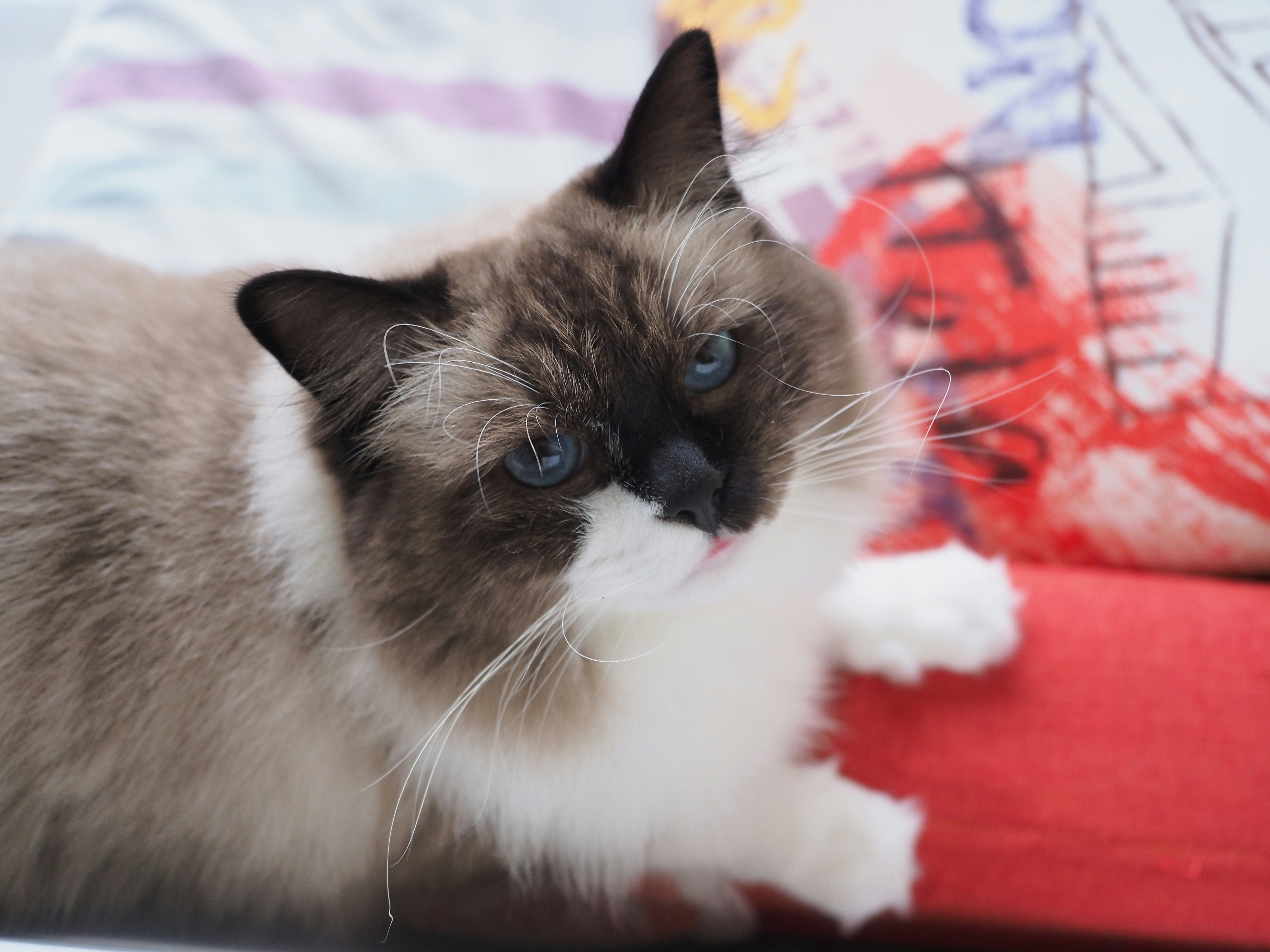 Chat Ragdoll Prix Tunisie : Guide Complet Race Géante Docile 2026