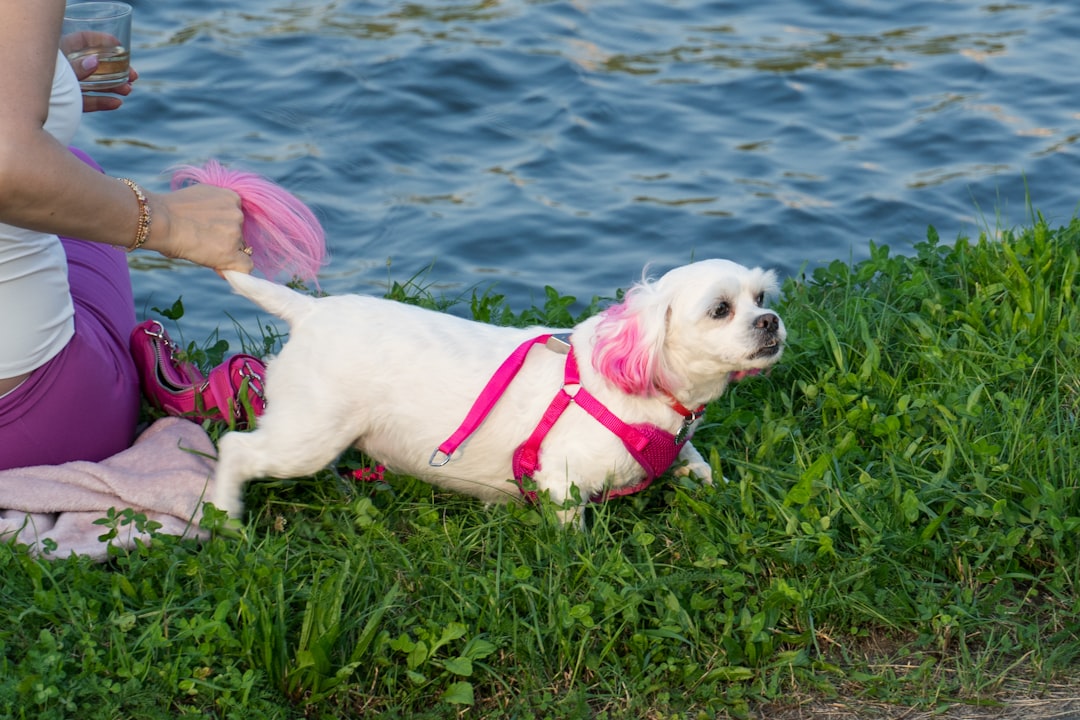 Dressage Chiot 2 Mois Tunisie : Guide Complet Éducation Précoce 2026