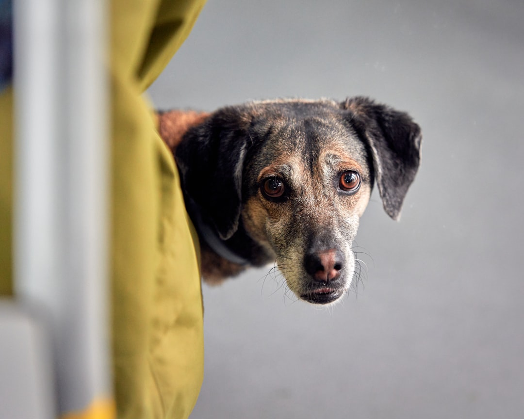 Anxiété Séparation Chien Tunisie : Traitement et Solutions 2026