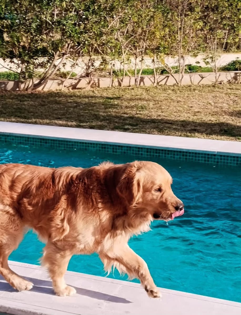 Chien Golden Retriever