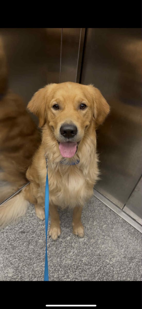 Chien Golden Retriever - Miniature 2