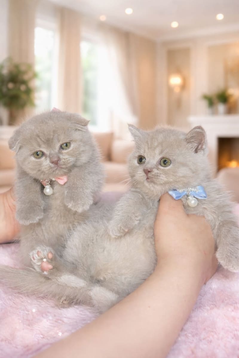 Scottish double fold