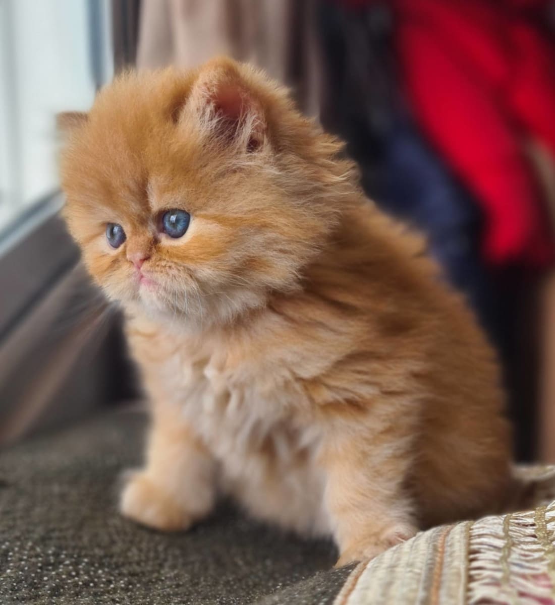 Chaton persan mignon