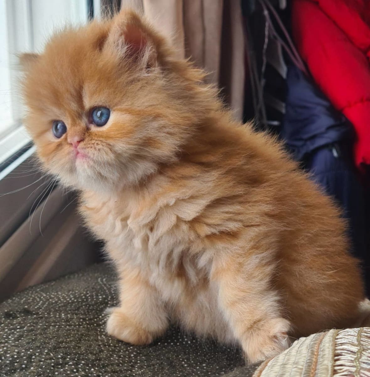 Chaton persan mignon  - Miniature 2