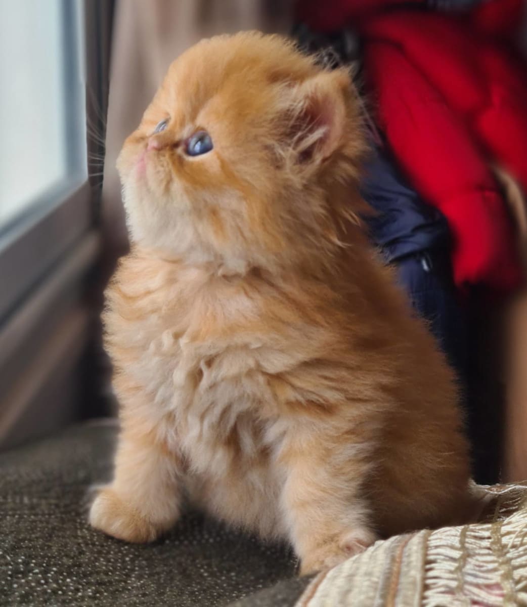 Chaton persan mignon  - Miniature 3