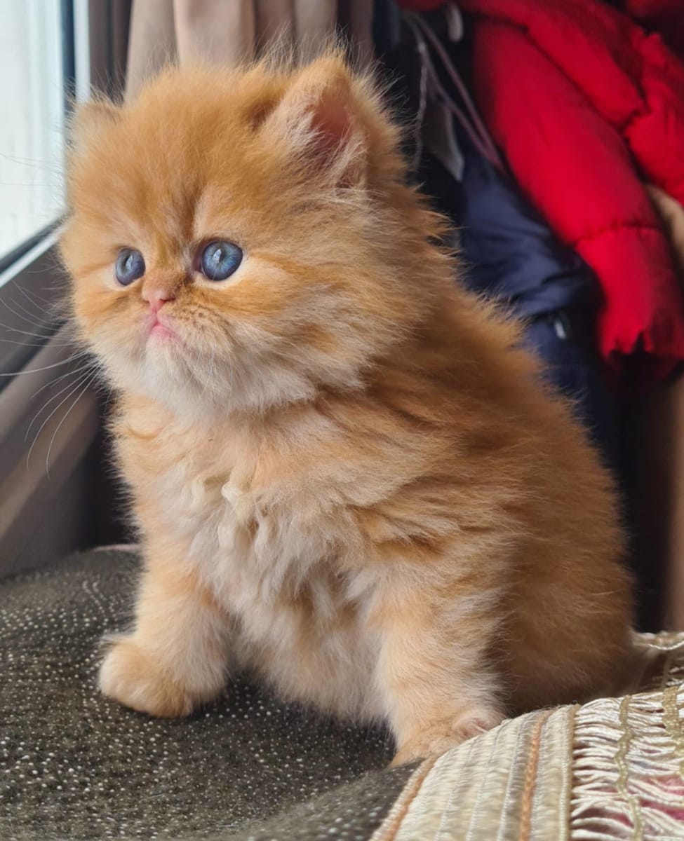 Chaton persan mignon  - Miniature 4