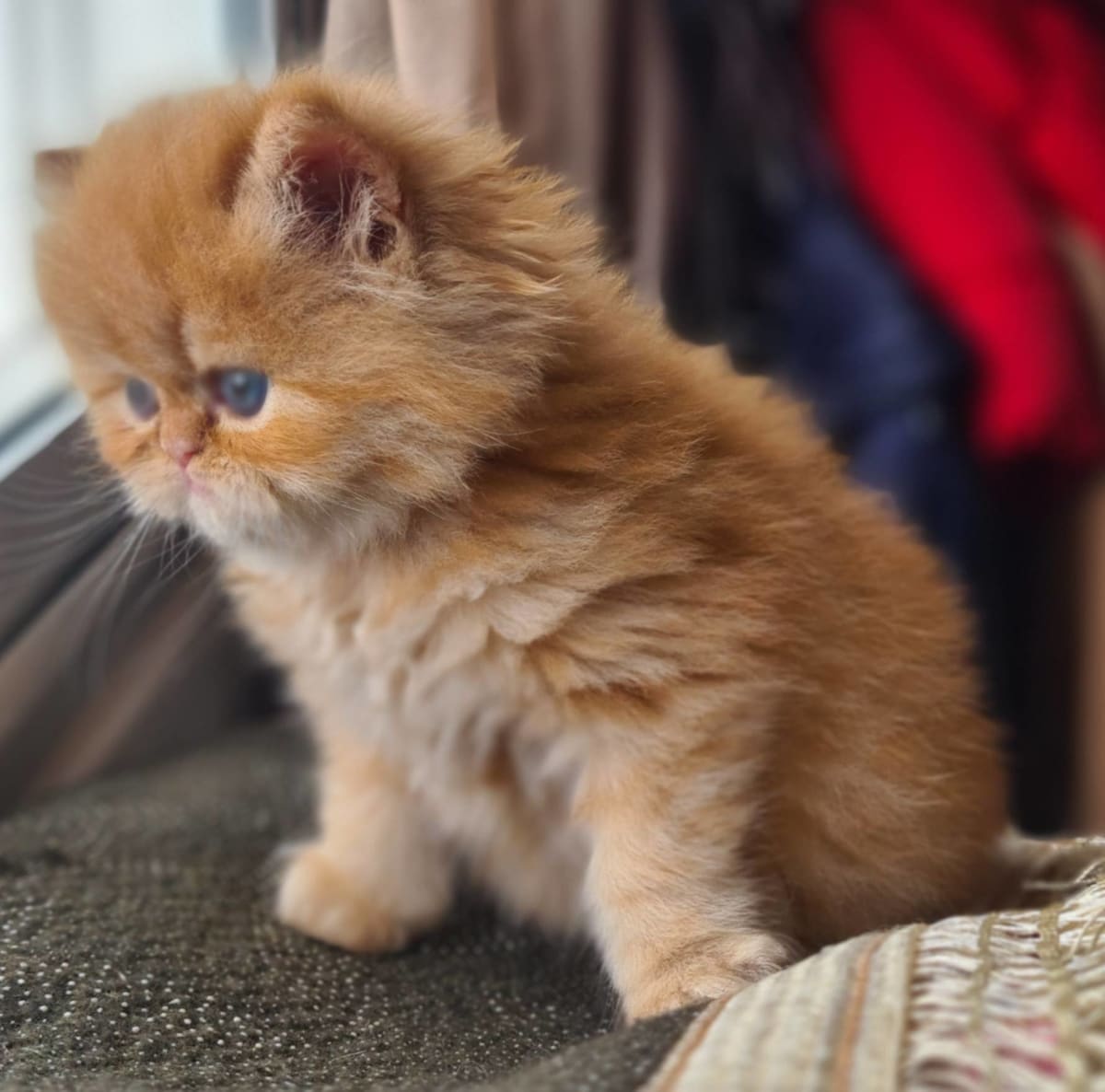 Chaton persan mignon  - Miniature 5