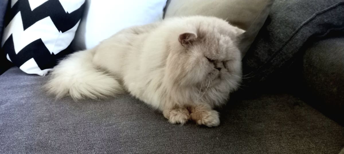 Moka cherche nouvelle famille