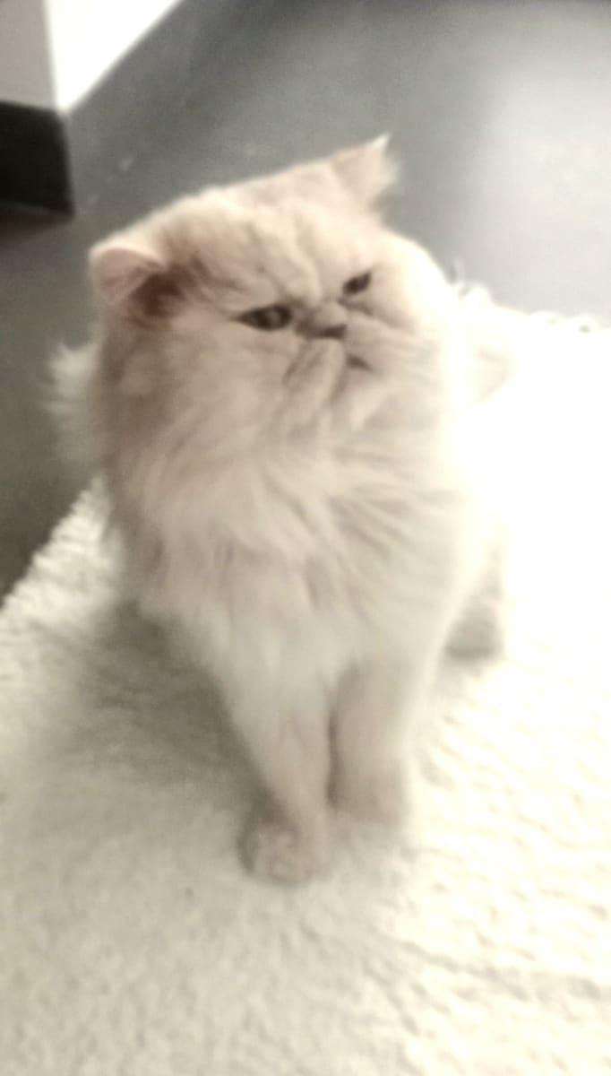 Moka cherche nouvelle famille - Miniature 3