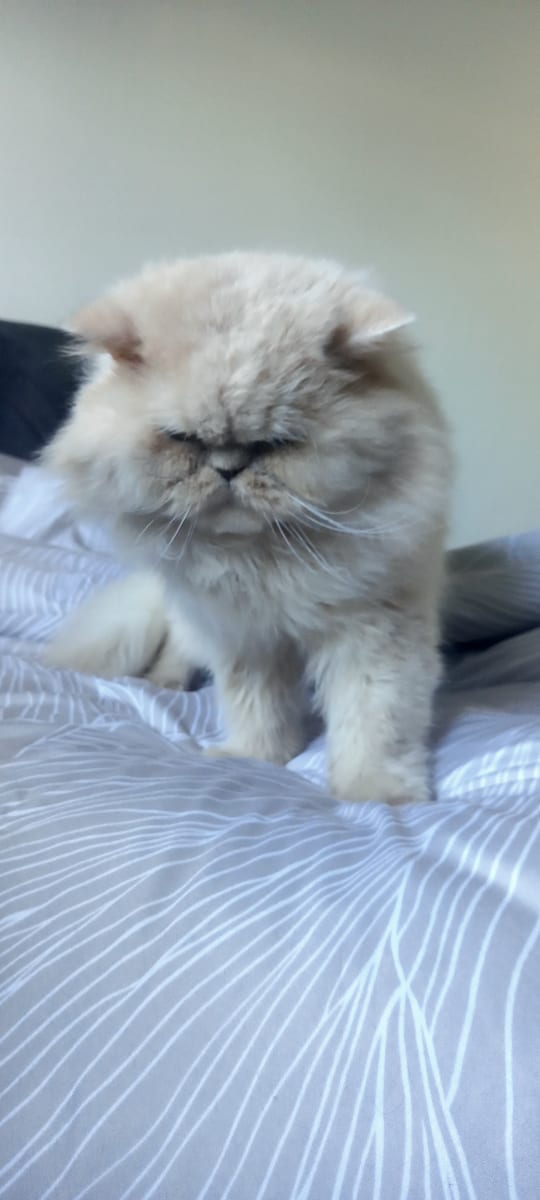 Moka cherche nouvelle famille - Miniature 2