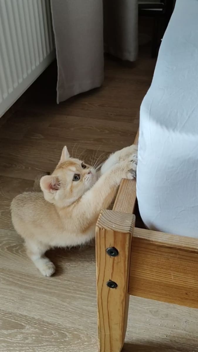 Femelle golden British Shorthair  - Miniature 2