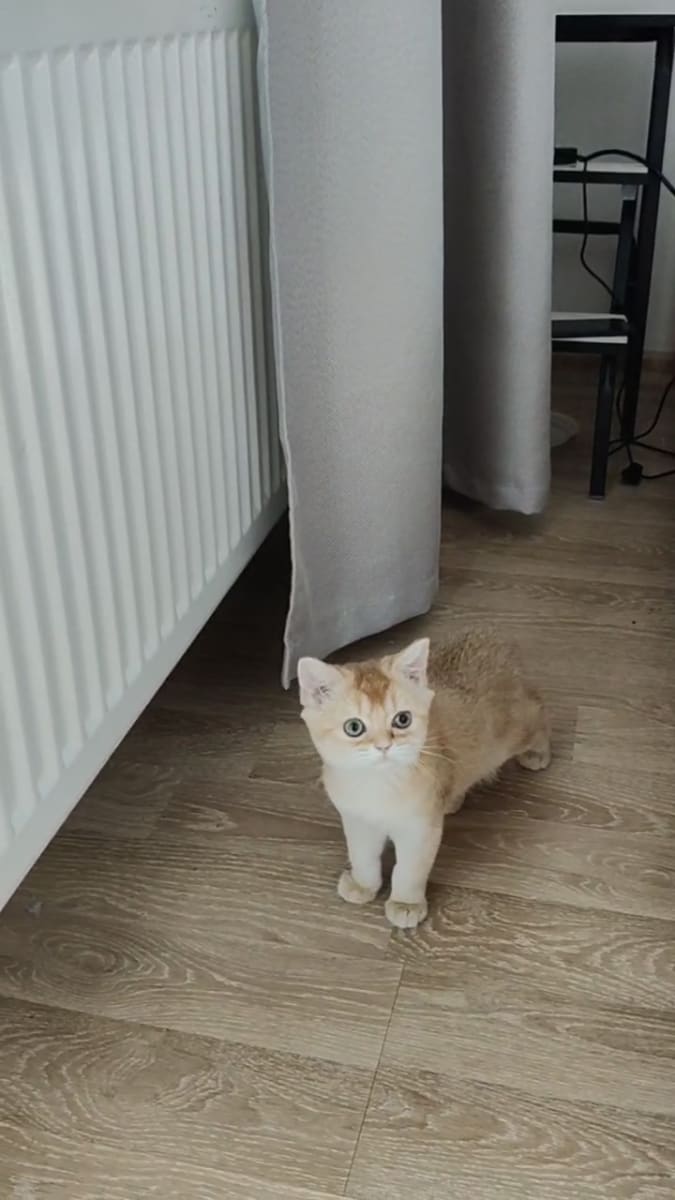 Femelle golden British Shorthair