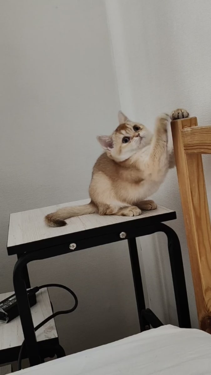 Femelle golden British Shorthair  - Miniature 3