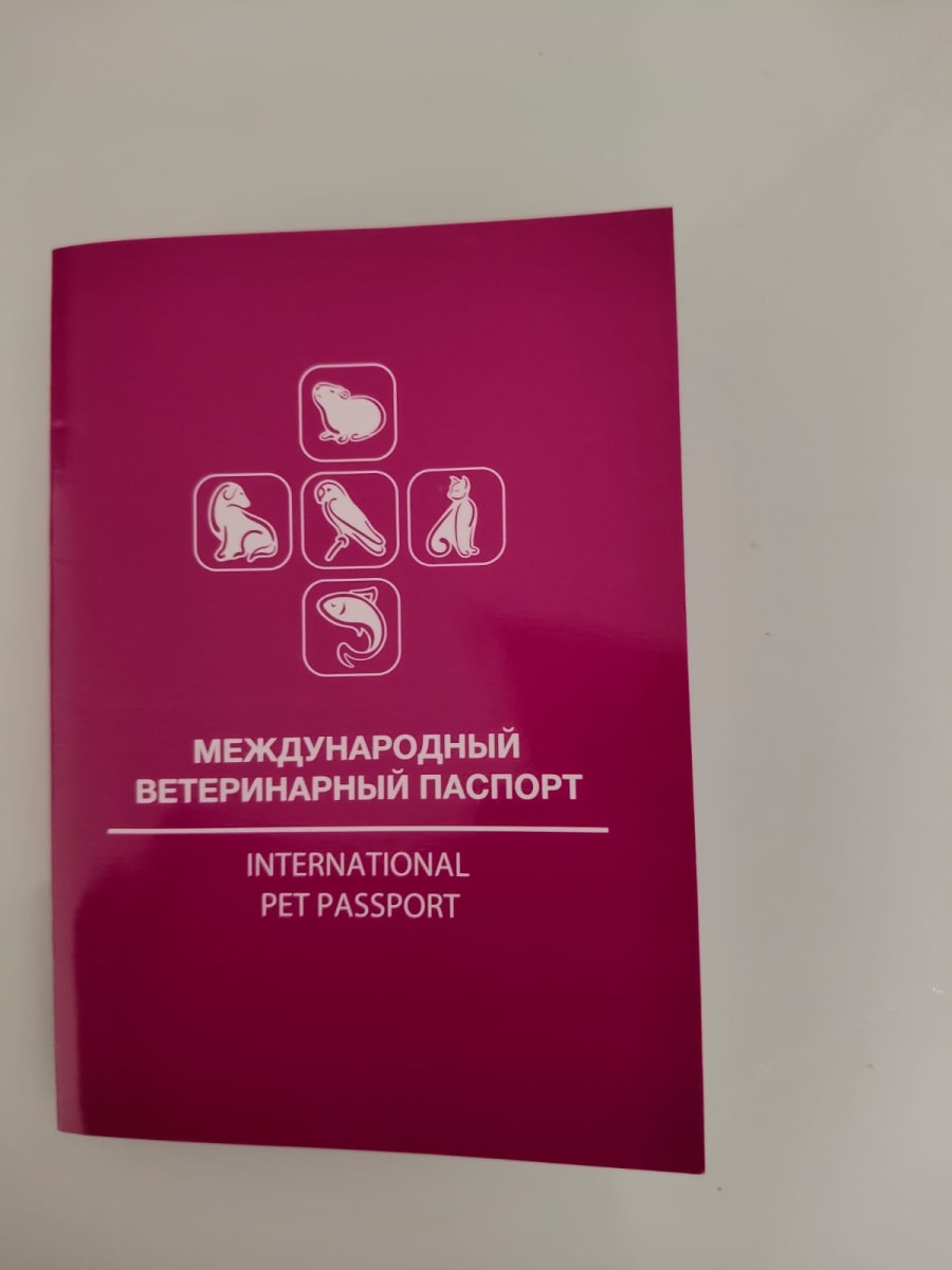 Femelle golden British Shorthair  - Miniature 5