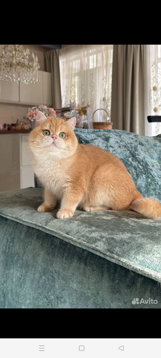 Femelle golden British Shorthair  - Miniature 4